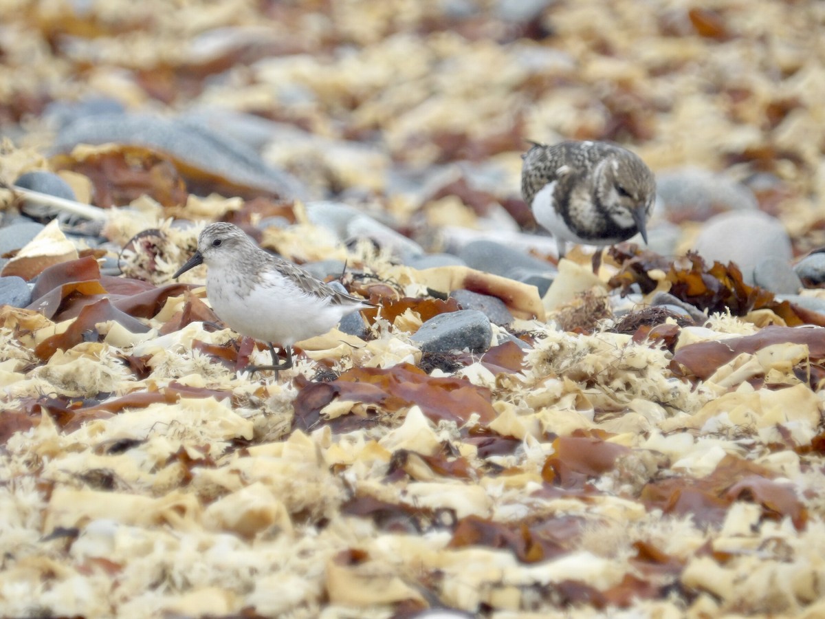 Ruddy Turnstone - ML641403372