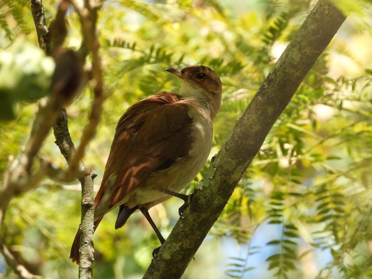 Rufous Hornero - ML641403381