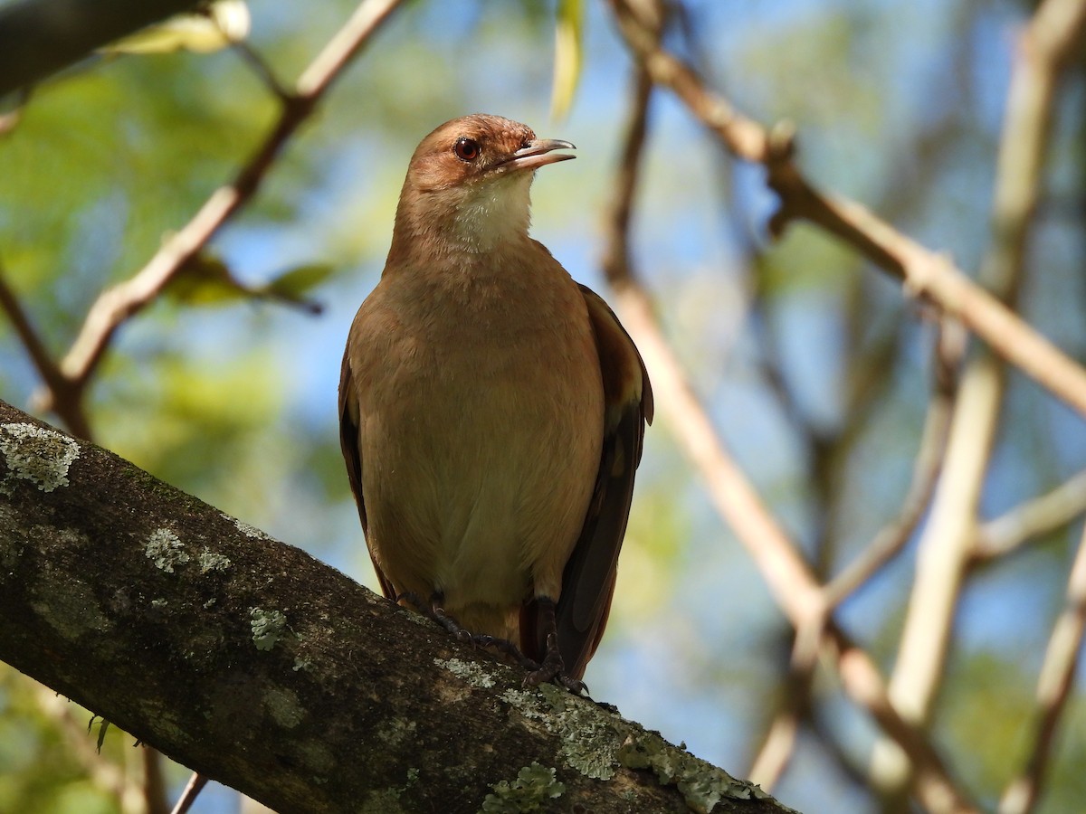 Rufous Hornero - ML641403382