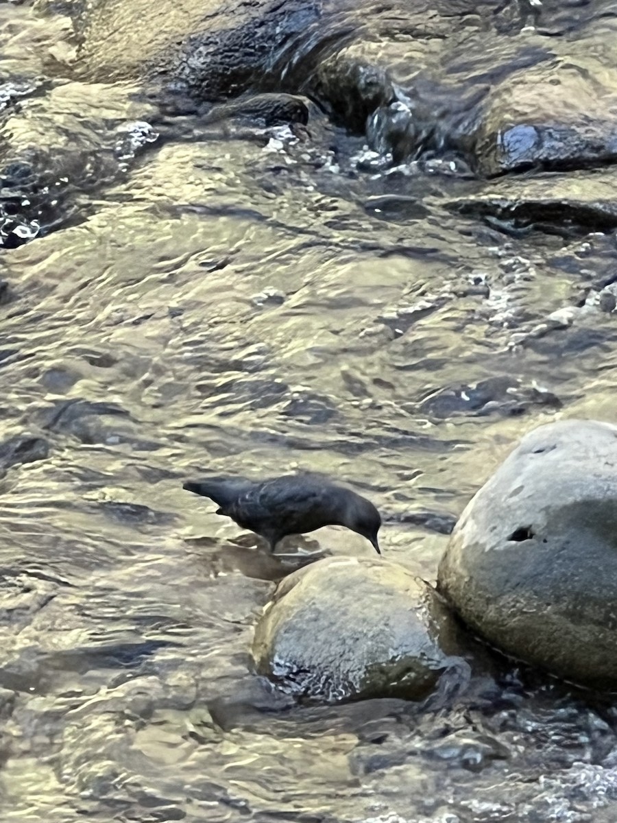 American Dipper - ML641403387