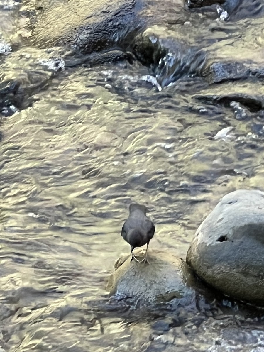 American Dipper - ML641403388