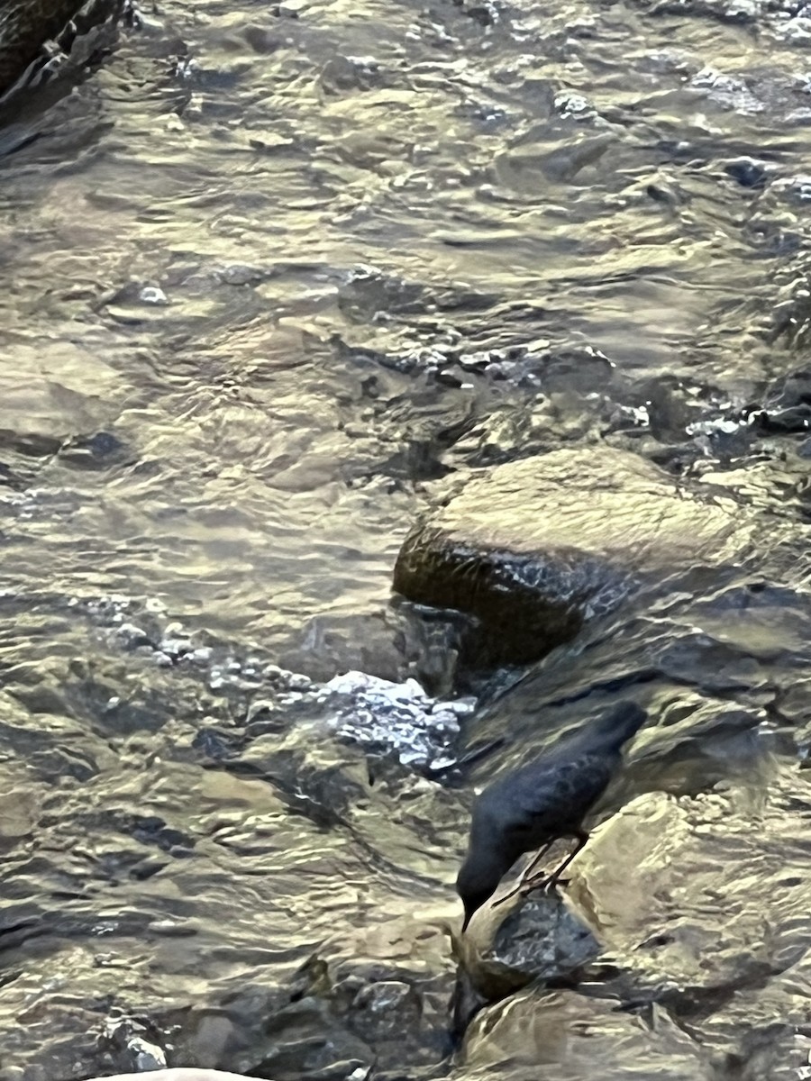 American Dipper - ML641403390