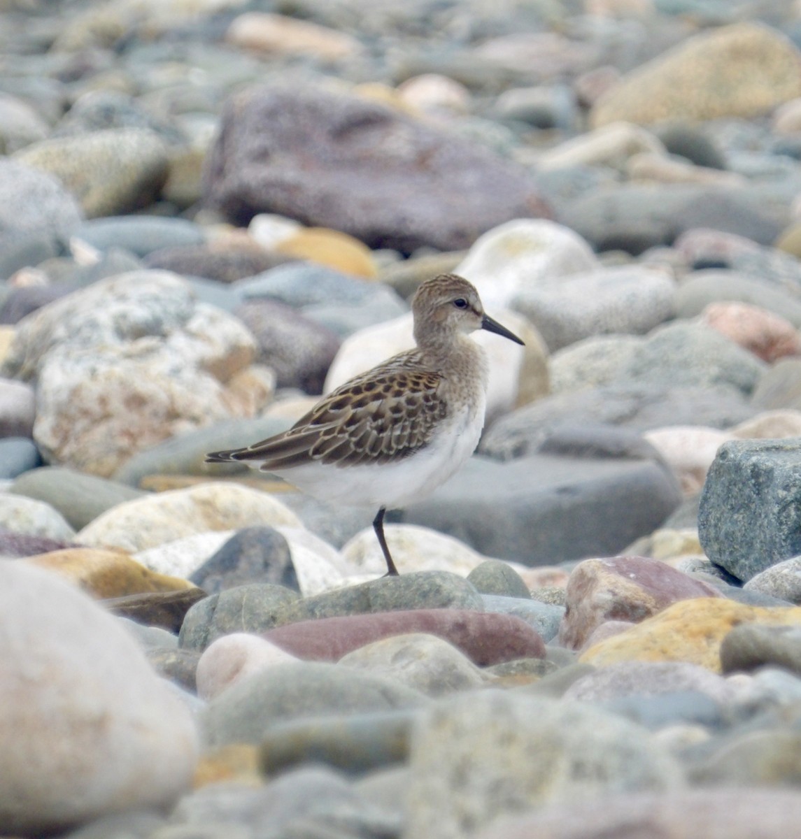 Semipalmated Sandpiper - ML641403391