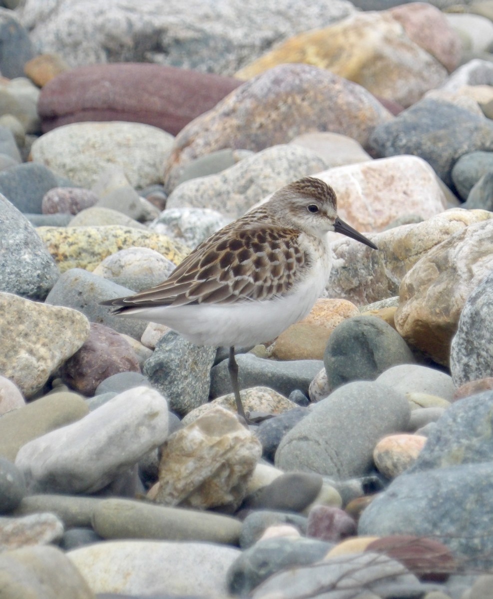 Semipalmated Sandpiper - ML641403392