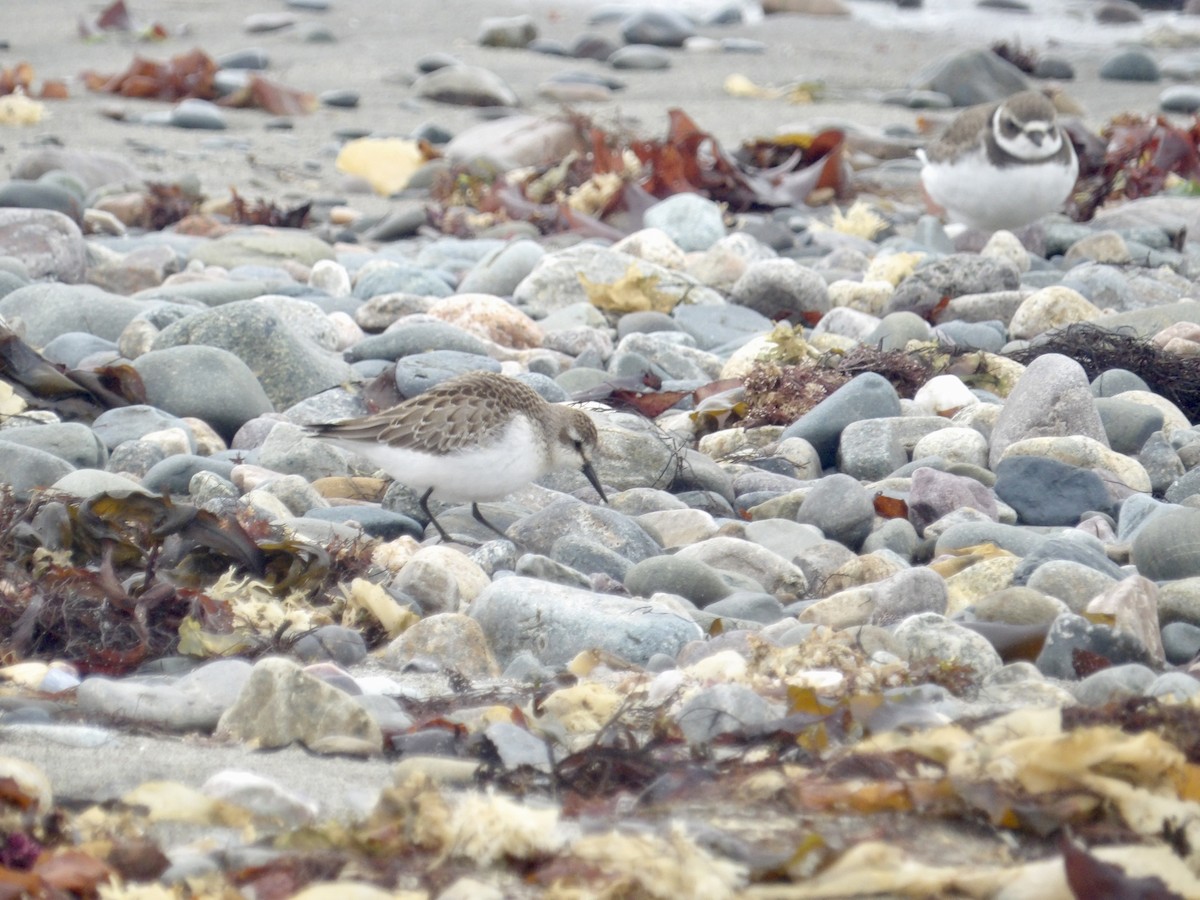 Semipalmated Sandpiper - ML641403394