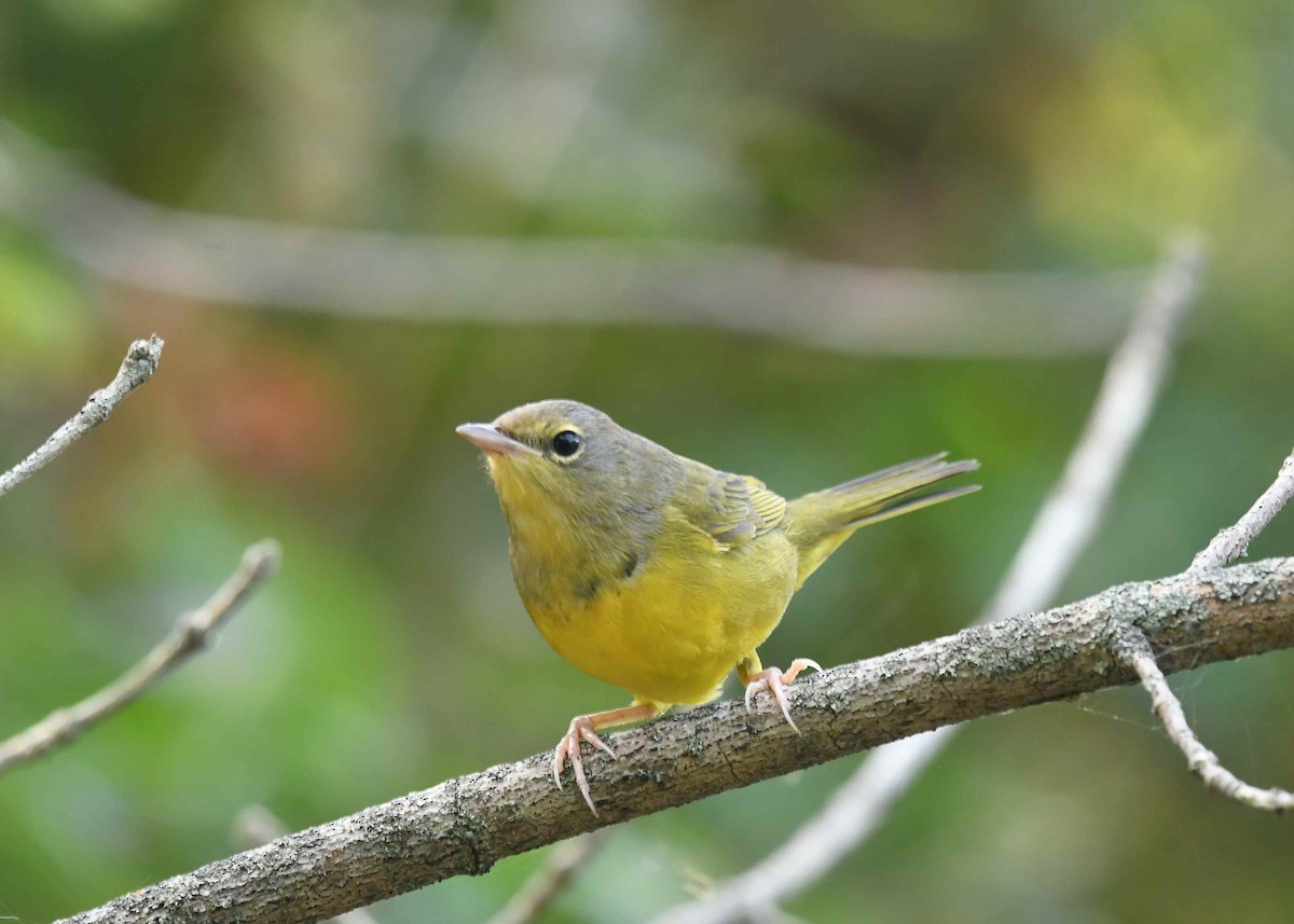 Graukopf-Waldsänger - ML641403403