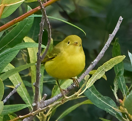 Goldwaldsänger - ML641403407