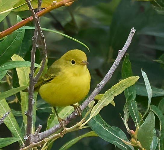 Goldwaldsänger - ML641403408