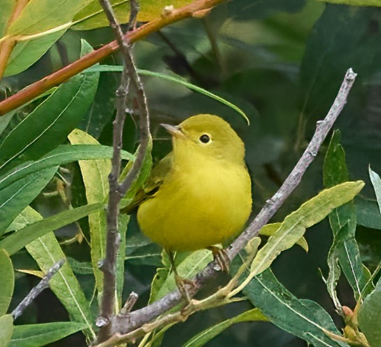 Goldwaldsänger - ML641403409