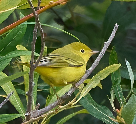 Goldwaldsänger - ML641403410