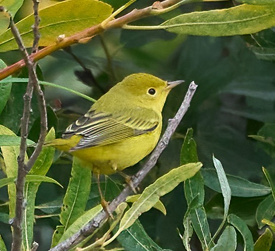 Goldwaldsänger - ML641403411