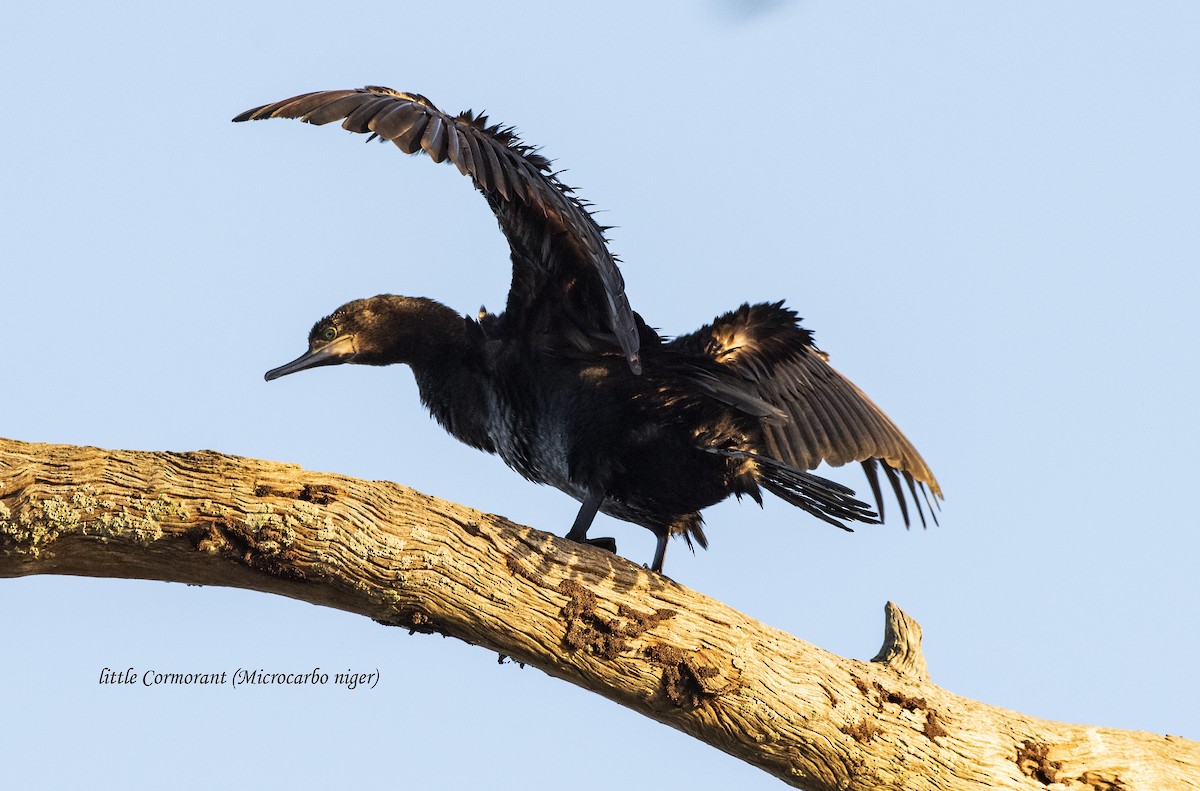 Little Black Cormorant - ML641403447