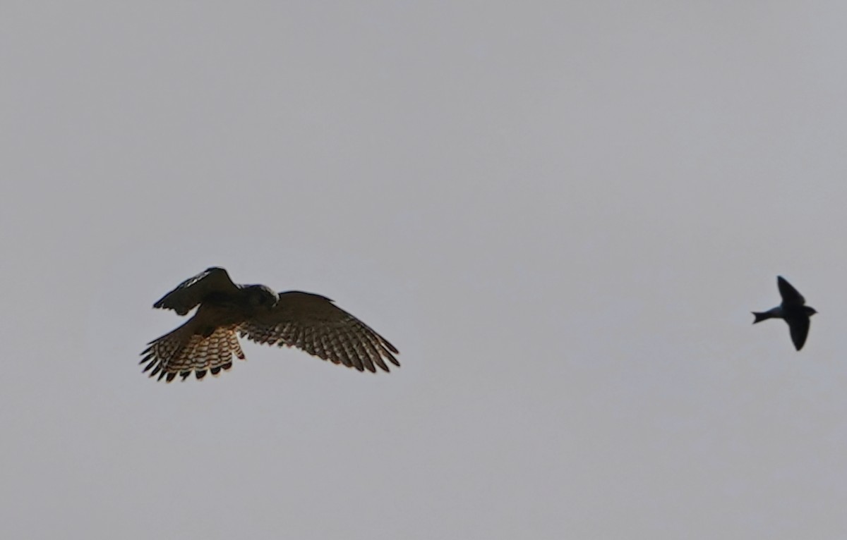 Eurasian Kestrel - ML641403456