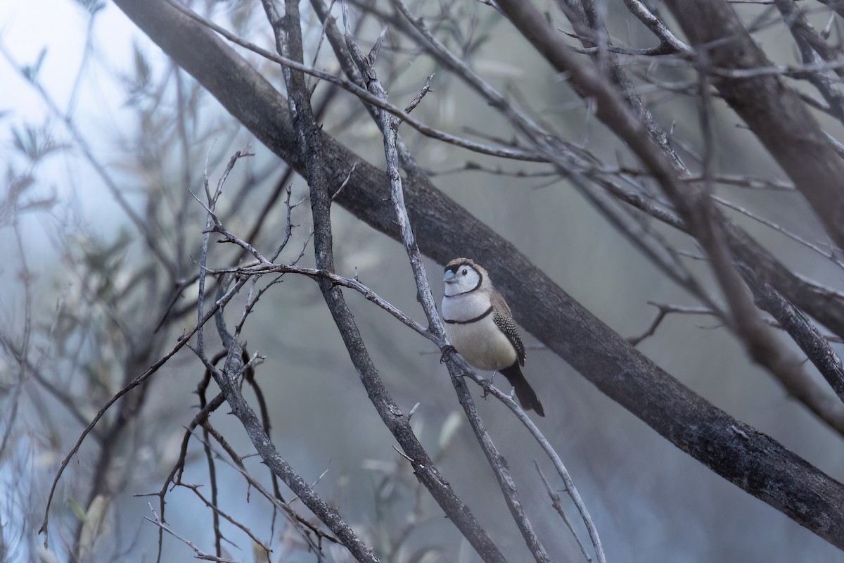 Double-barred Finch - ML641403458