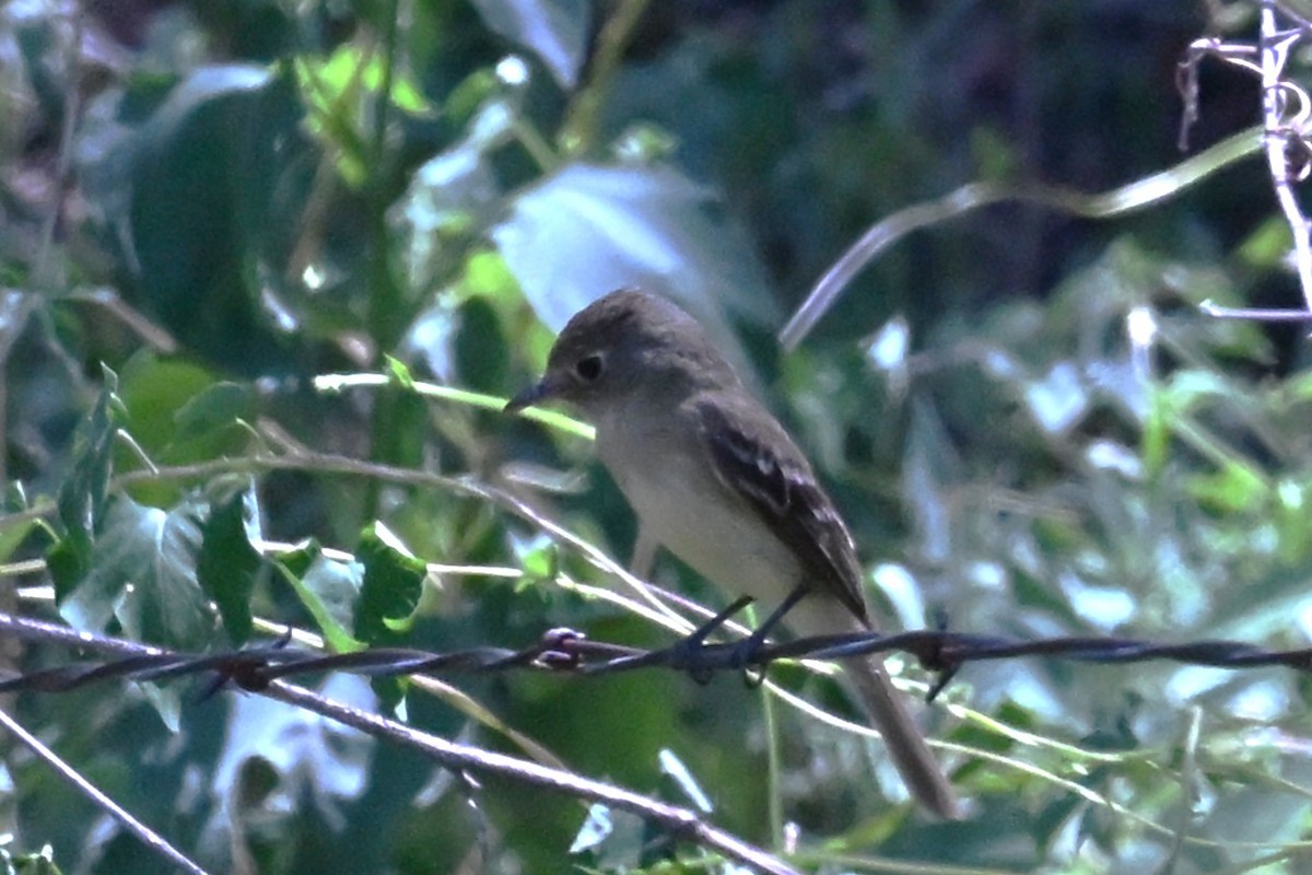 Northern Beardless-Tyrannulet - ML641403468