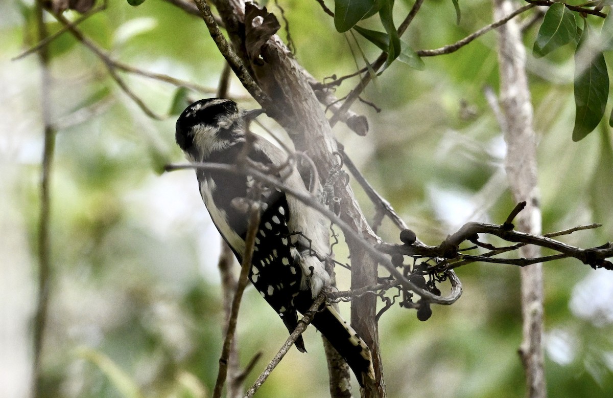 Downy Woodpecker - ML641403470