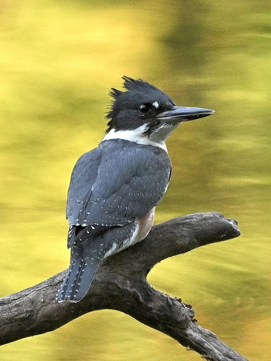 Belted Kingfisher - ML641403471