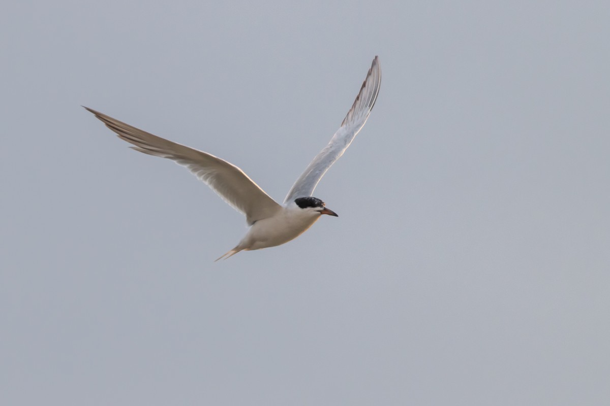 Forster's Tern - ML641403472