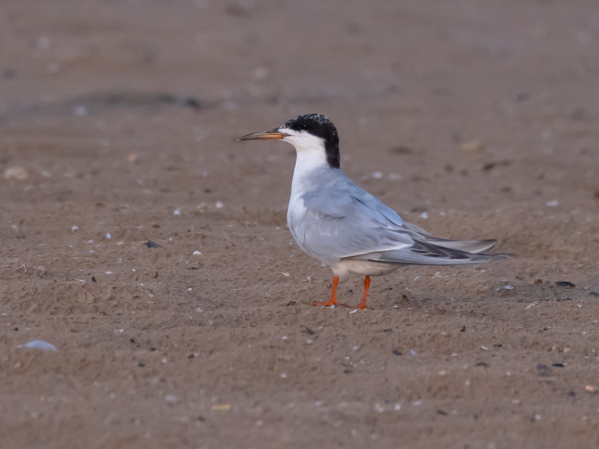 Forster's Tern - ML641403473