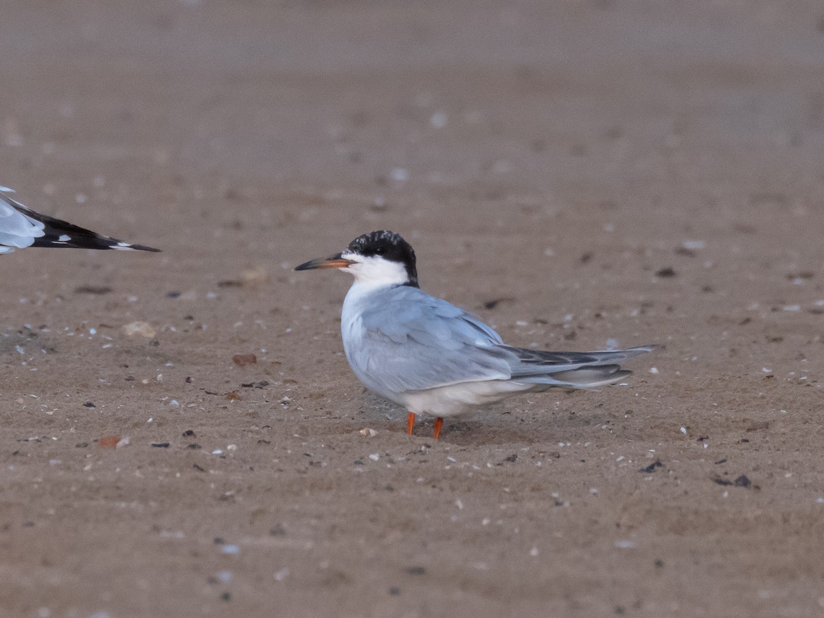 Forster's Tern - ML641403474