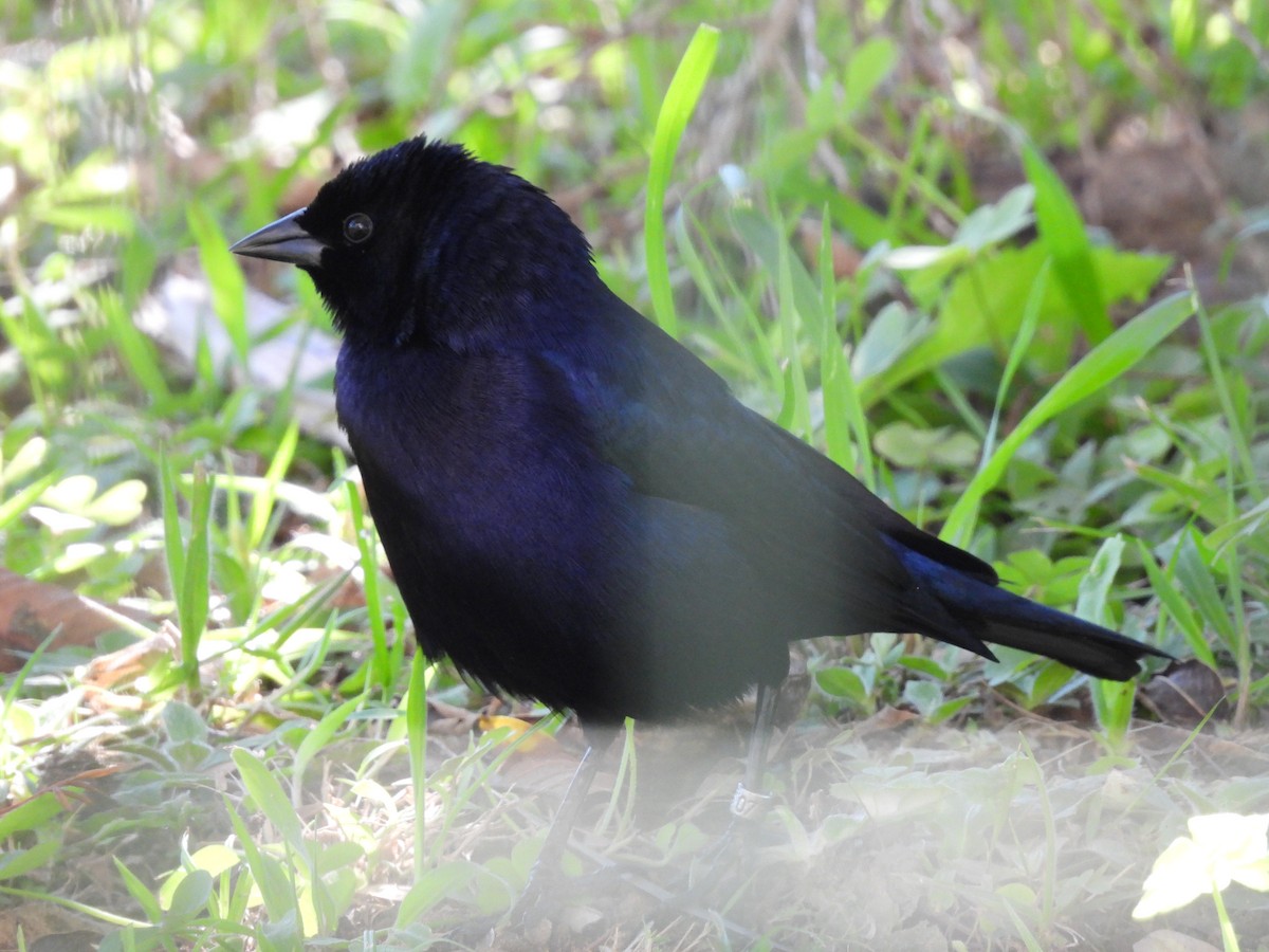 Shiny Cowbird - ML641403475