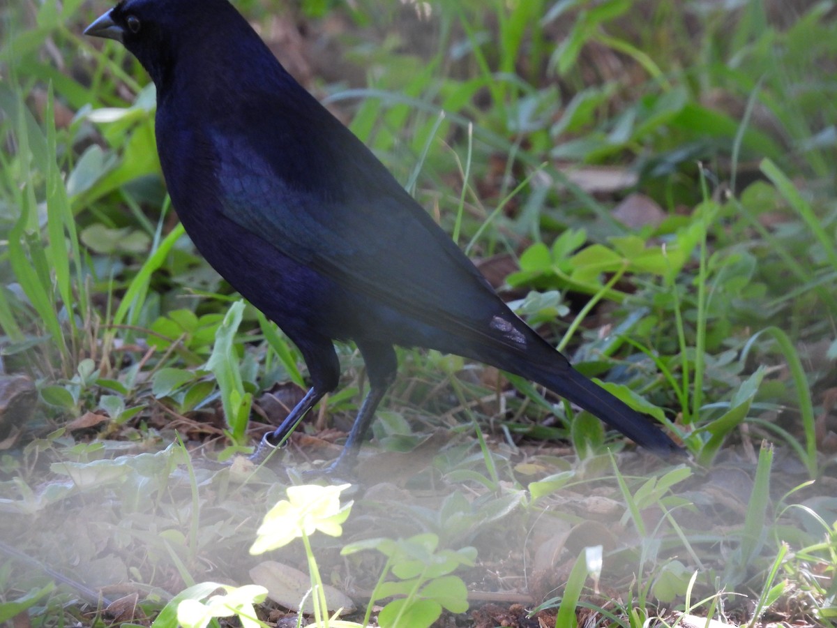 Shiny Cowbird - ML641403476