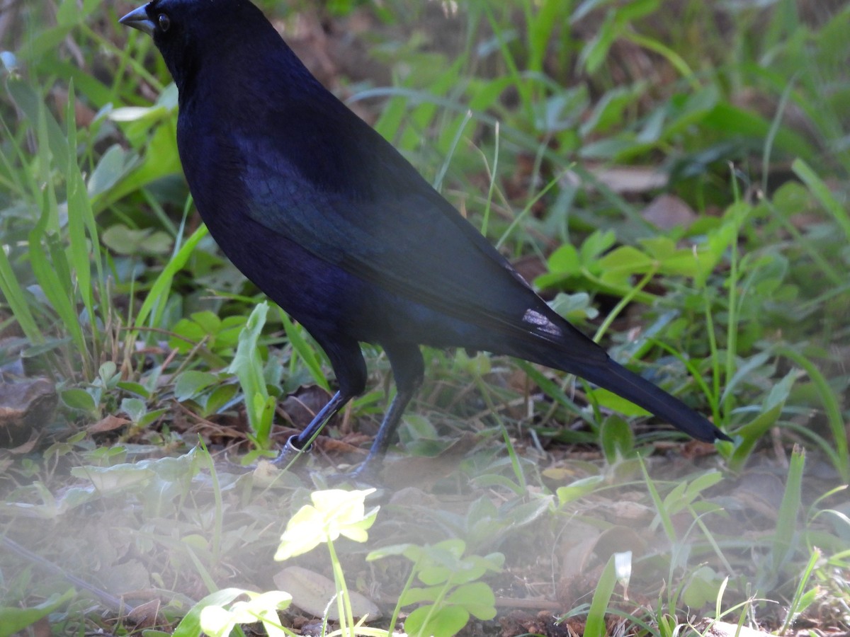 Shiny Cowbird - ML641403477
