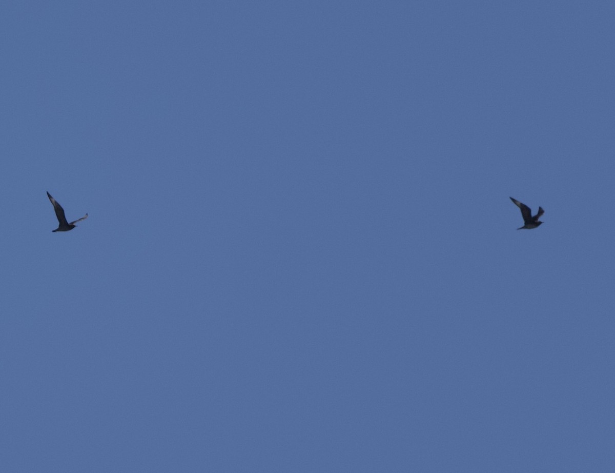 Parasitic Jaeger - ML641403479