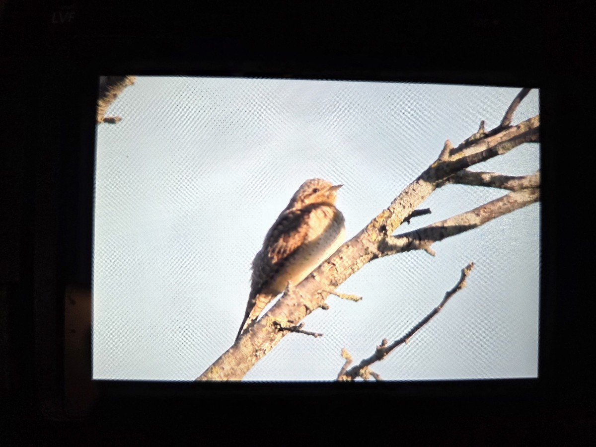 Eurasian Wryneck - ML641403481