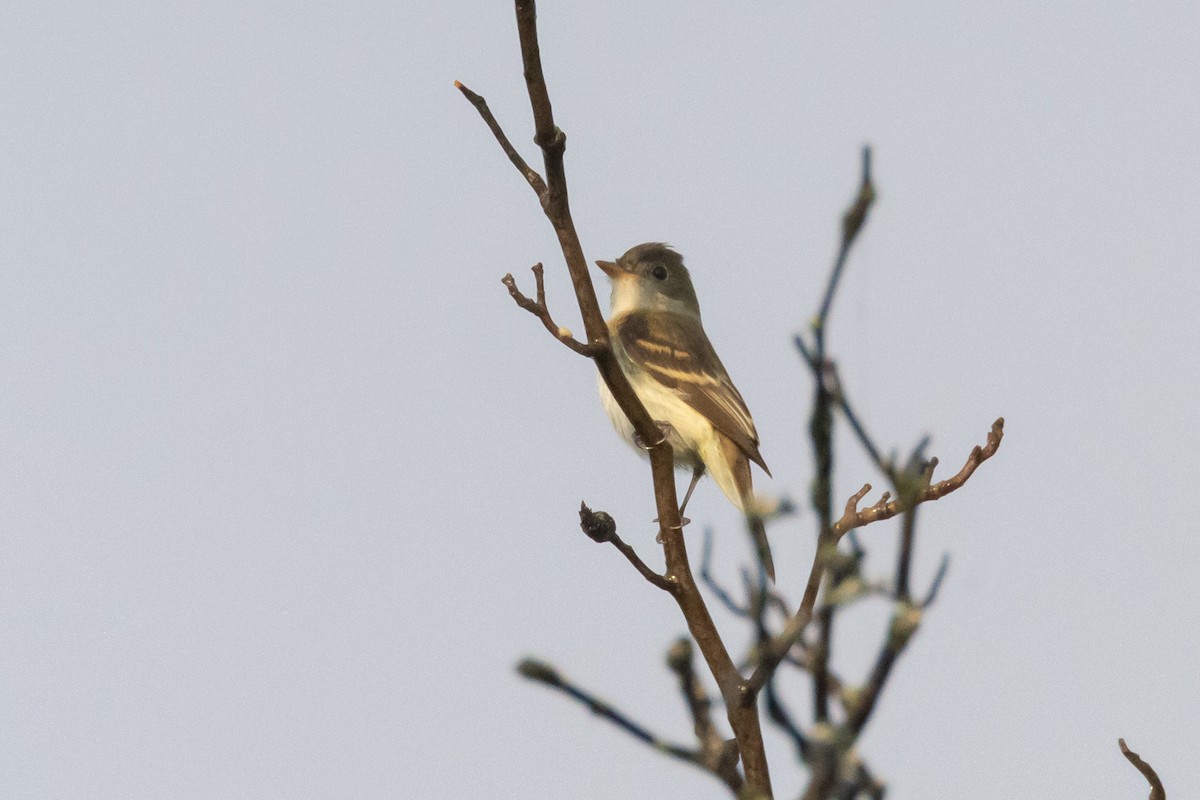 Olive-sided Flycatcher - ML641403482