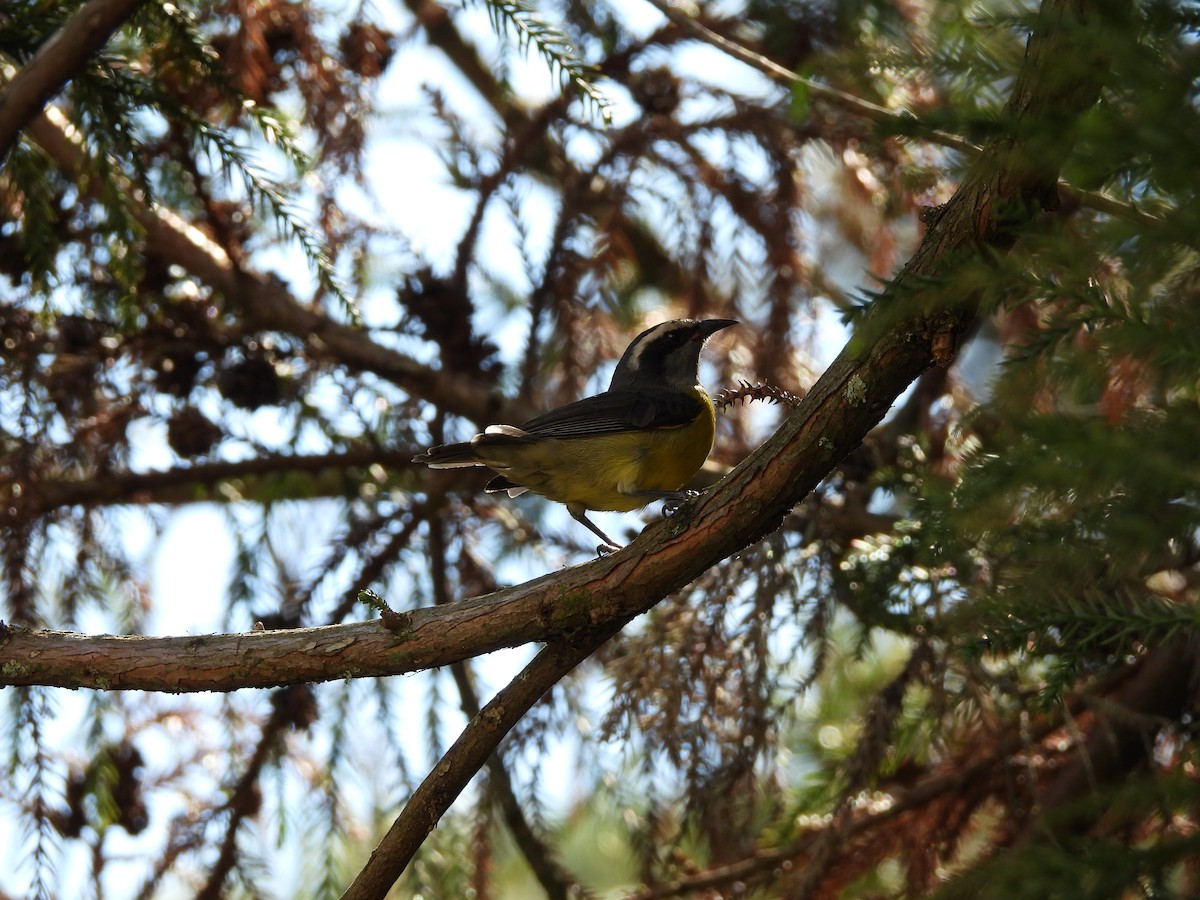 Bananaquit - ML641403483