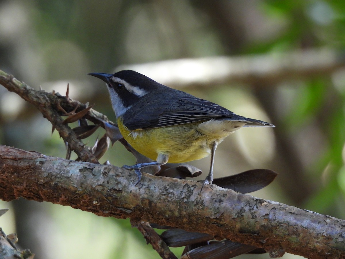 Bananaquit - ML641403484