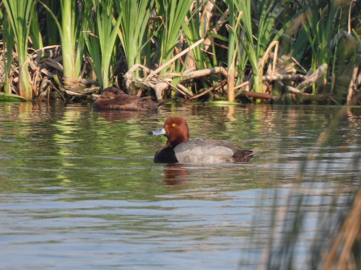 Redhead - ML641403486