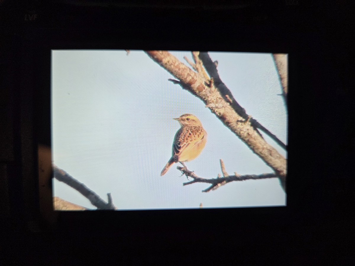Whinchat - ML641403488