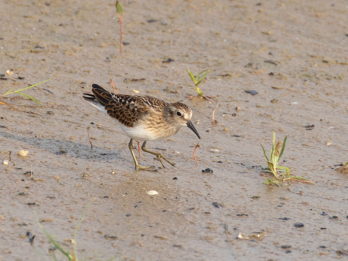 Least Sandpiper - ML641403489