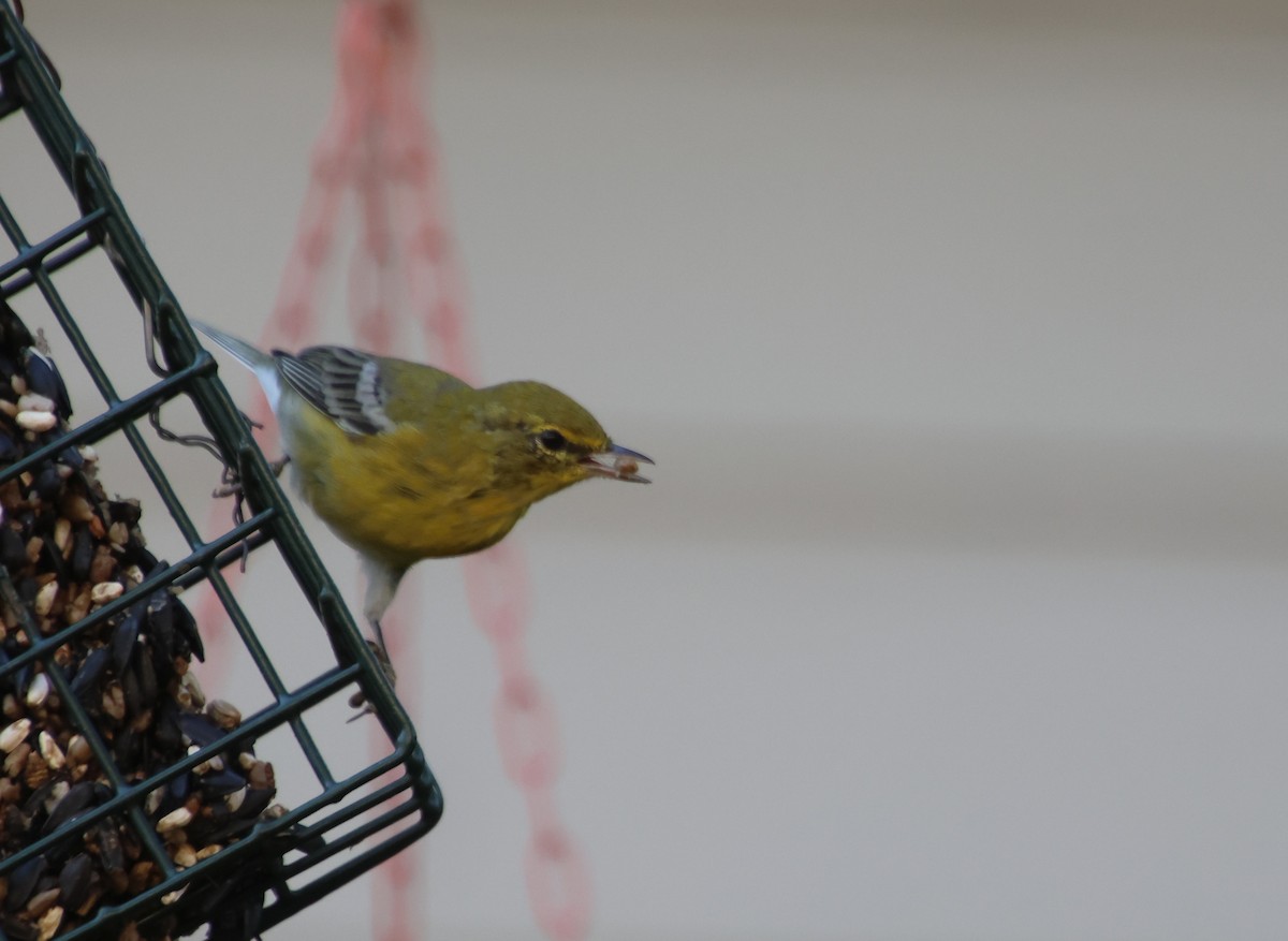 Pine Warbler - ML641403493