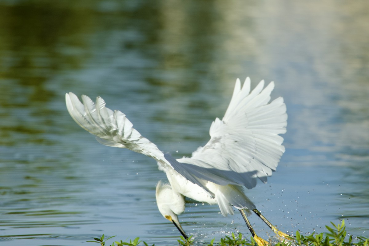 Snowy Egret - ML641403494