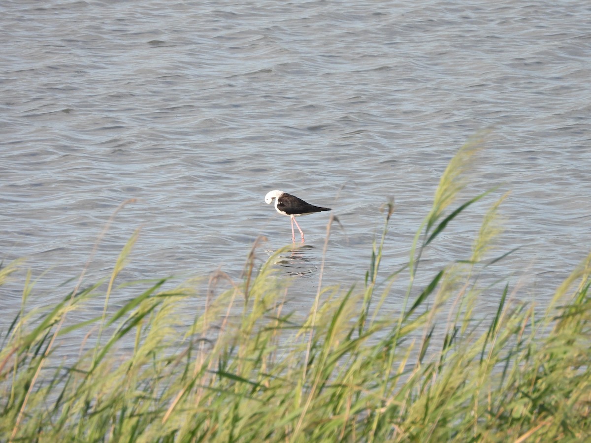 Black-winged Stilt - ML641403499