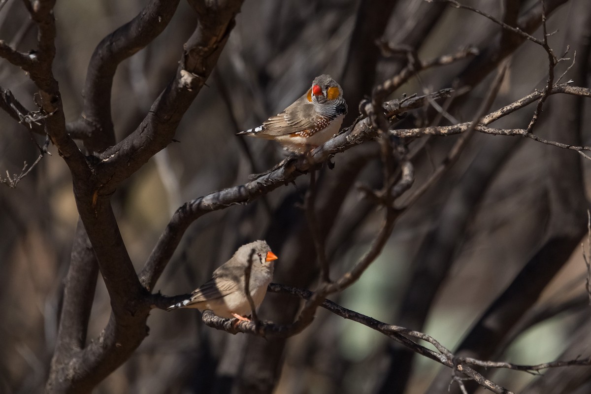 Zebra Finch - ML641403507