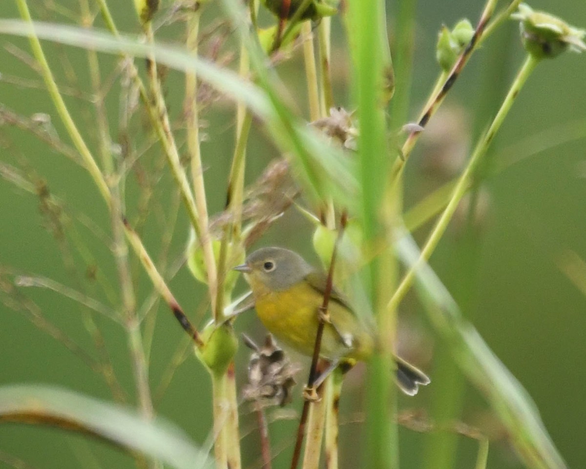 Nashville Warbler - ML641403532