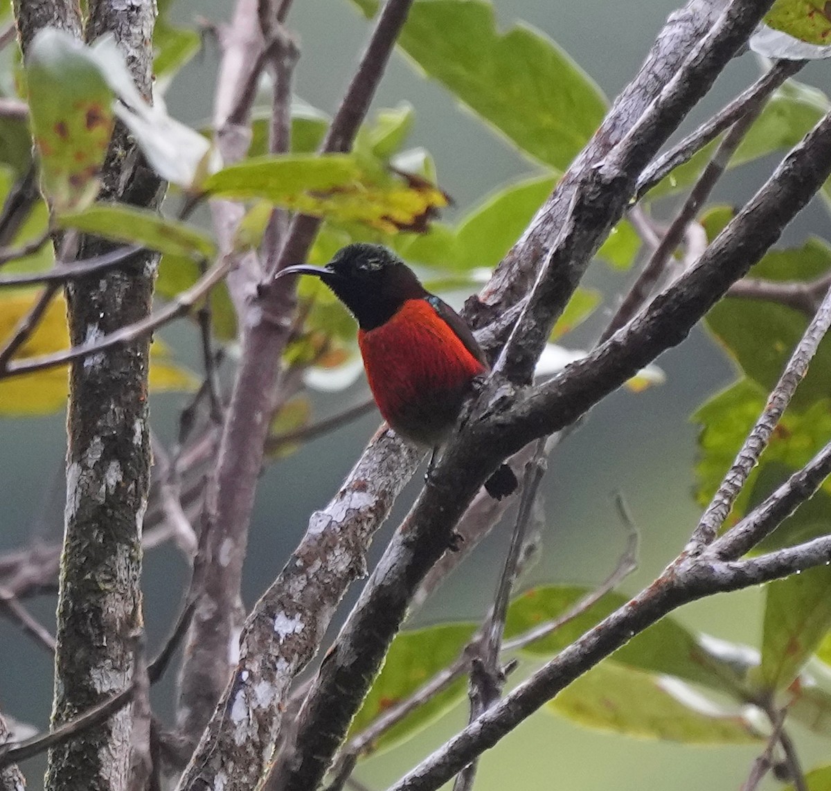 Purple-throated Sunbird - ML641403537