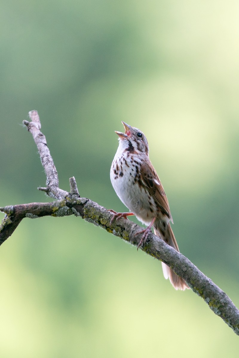 Song Sparrow - ML641403540