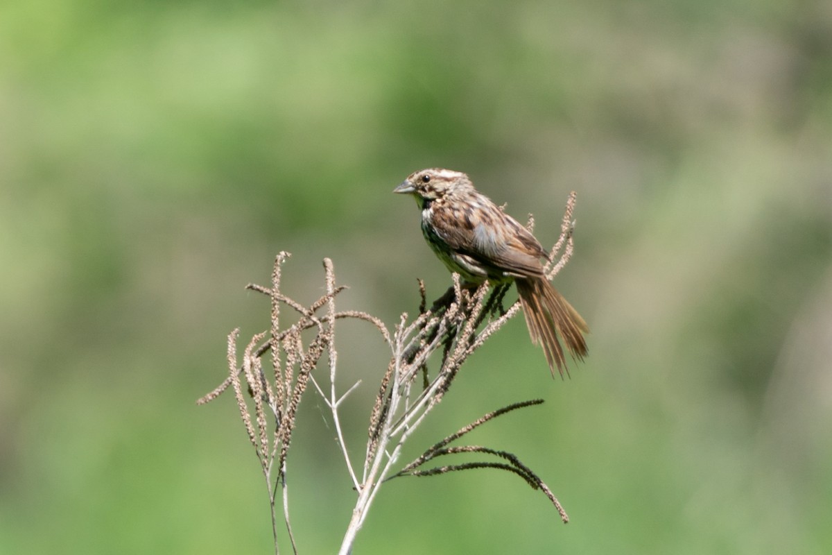 Song Sparrow - ML641403541