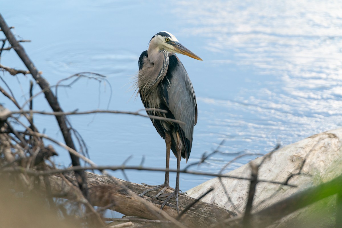 Great Blue Heron - ML641403543