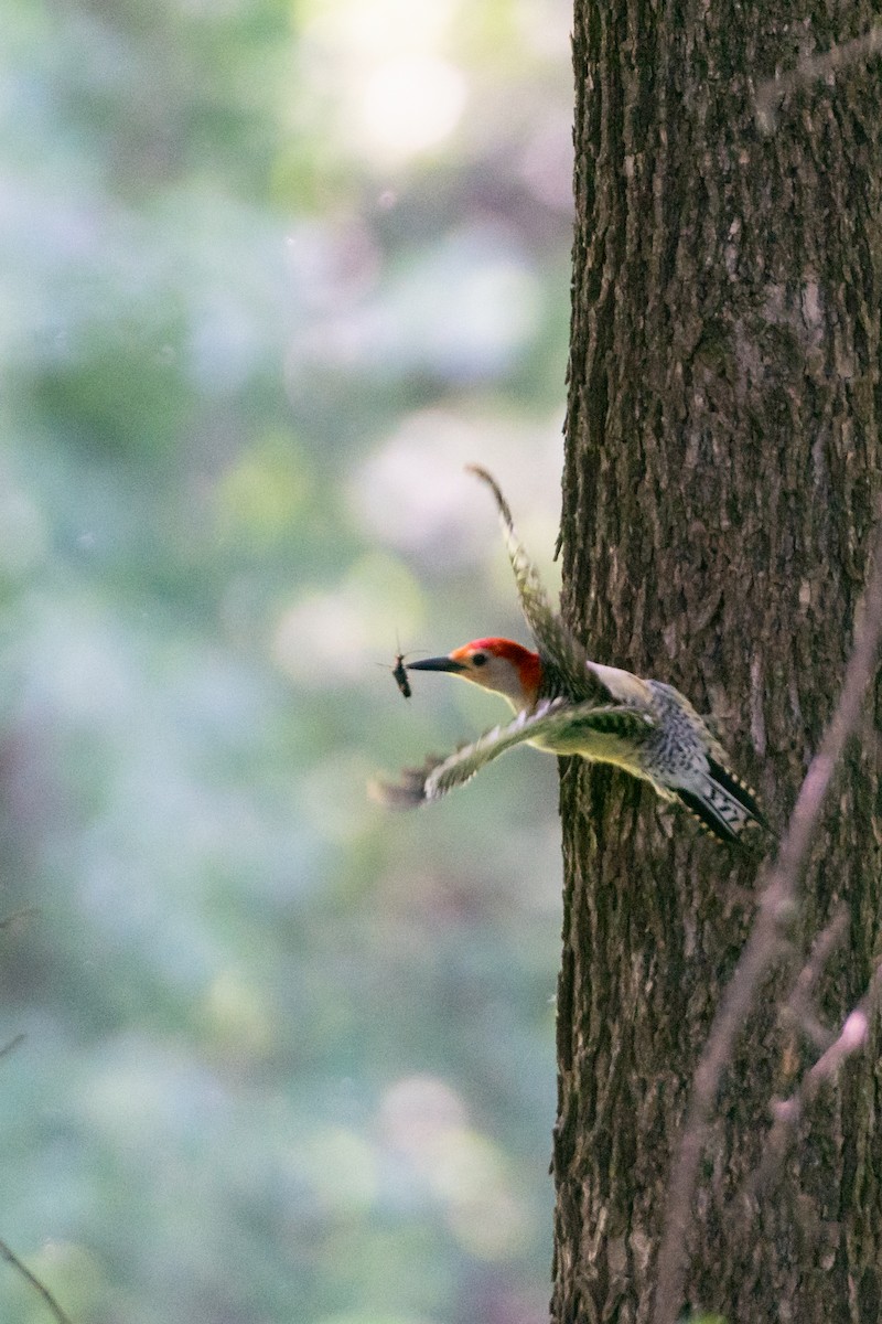 Red-bellied Woodpecker - ML641403544