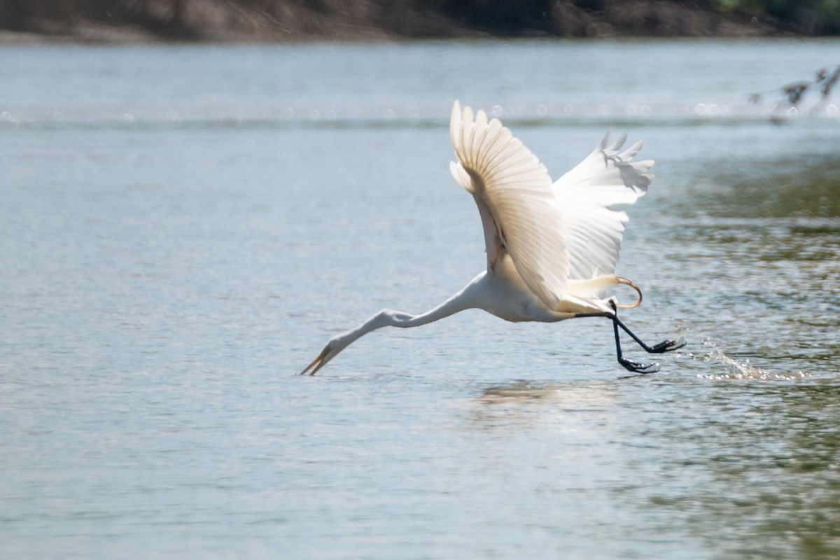 Great Egret - ML641403545