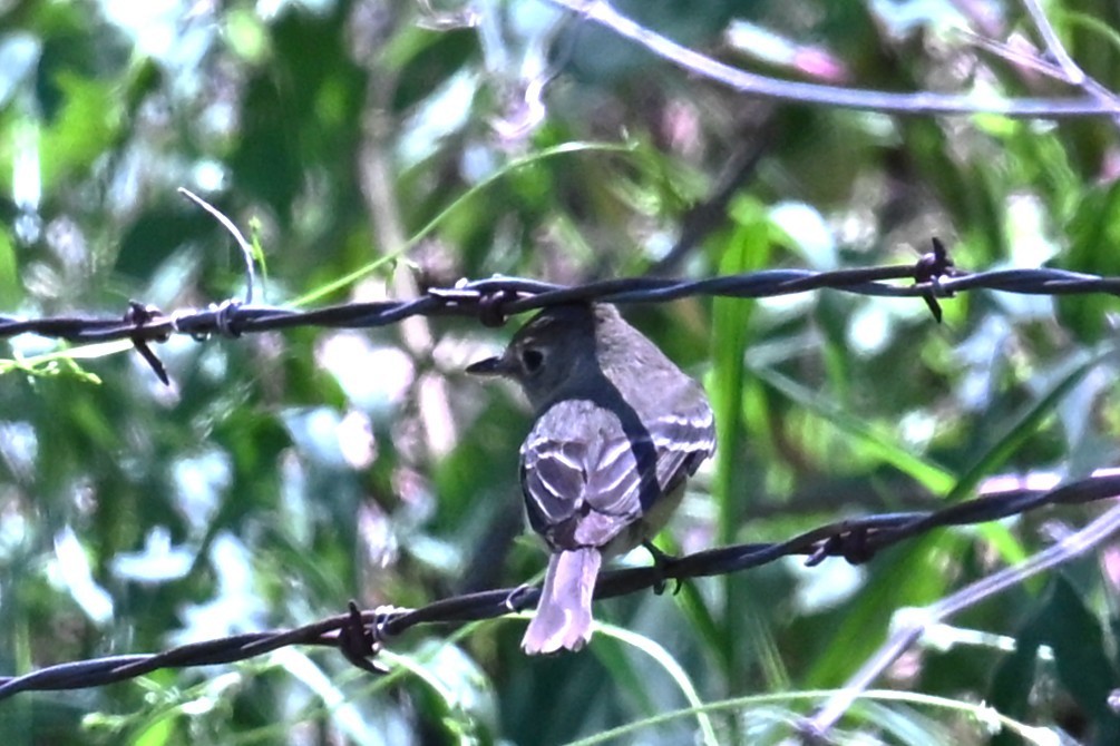 Western Flycatcher - ML641403548