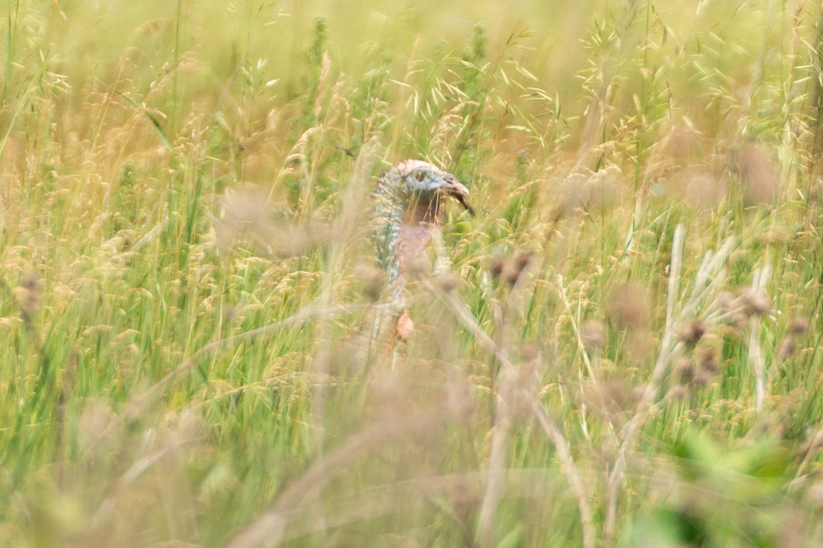 Wild Turkey - ML641403549