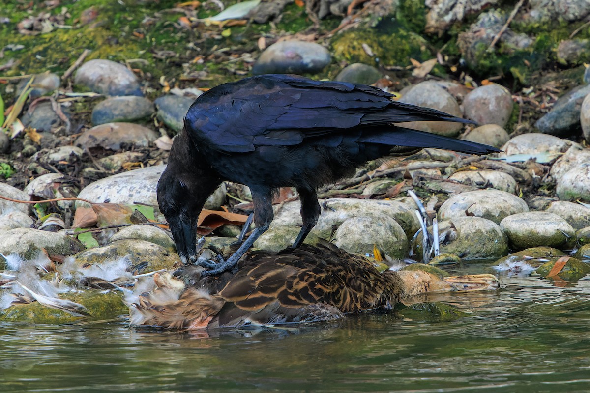 Carrion Crow - ML641403550
