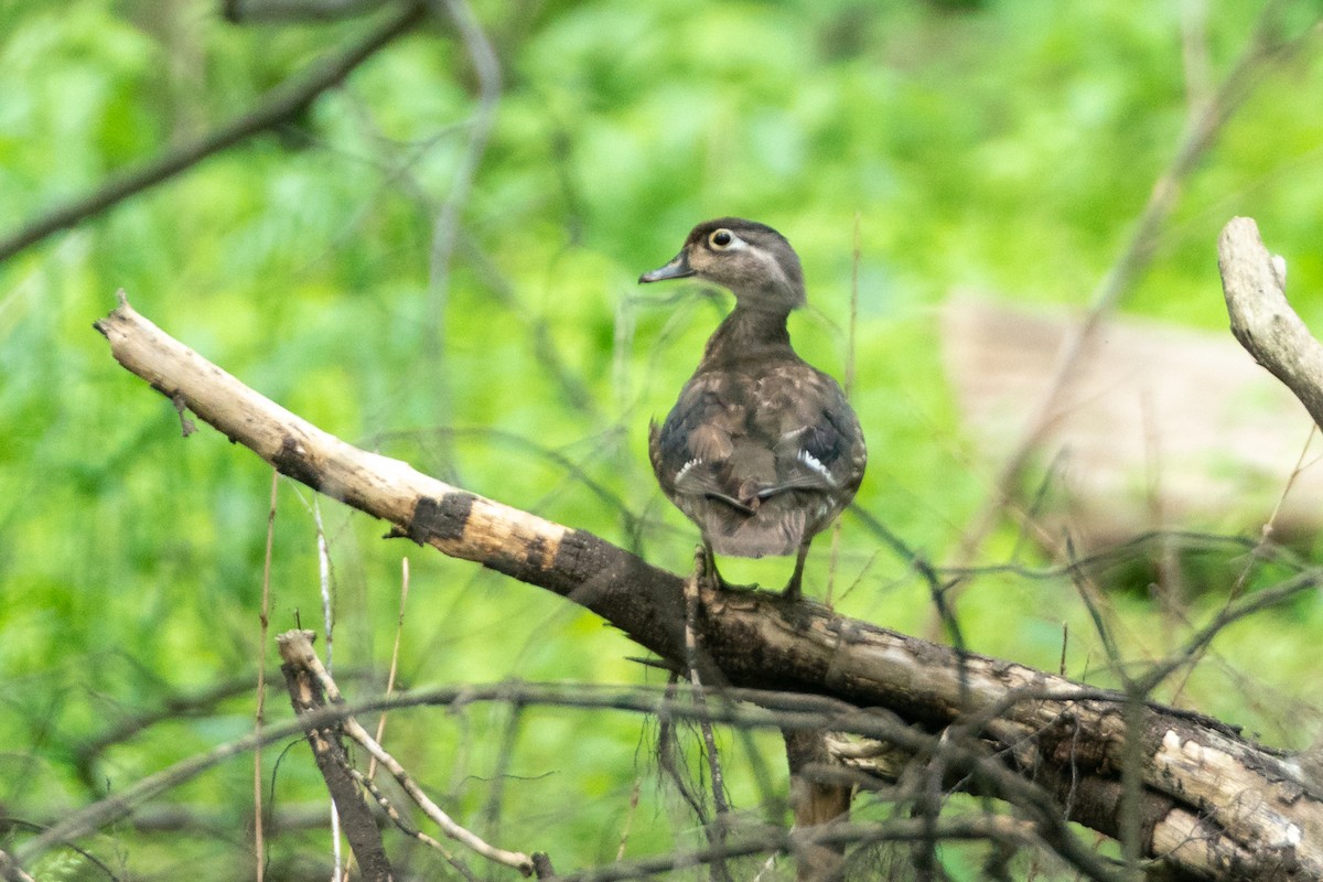 Wood Duck - ML641403552